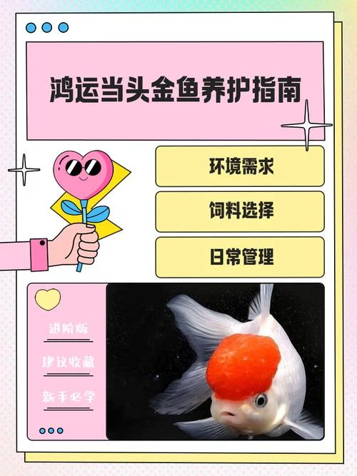 孔雀石绿怎么用金鱼_1