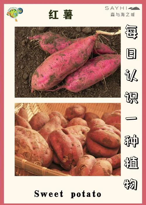 梦见一堆红薯_1