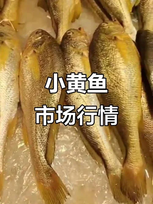 活黄鱼多少钱一斤_2