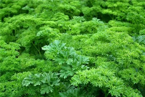 梦见栽青菜是什么预兆_1