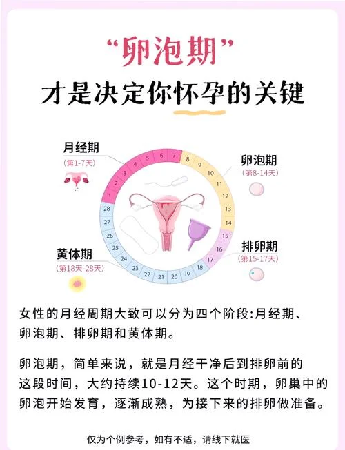 双卵巢见多个小卵泡是什么意思-双卵巢多小卵泡症
