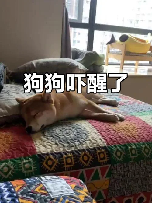 做梦大发雷霆_1