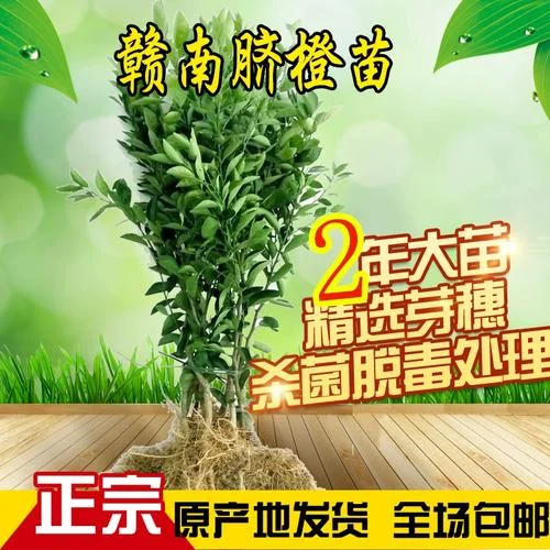 赣南脐橙苗多少钱一棵_1