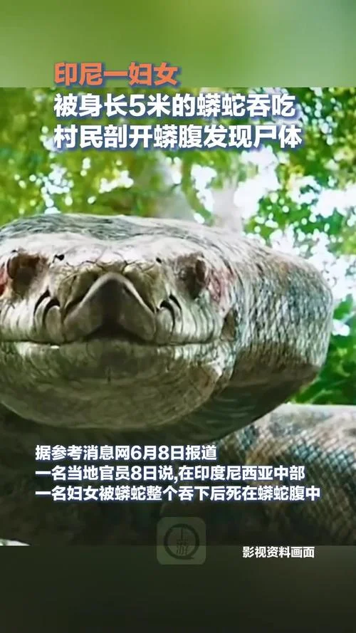 孕妇梦见大蟒蛇吃小孩_2