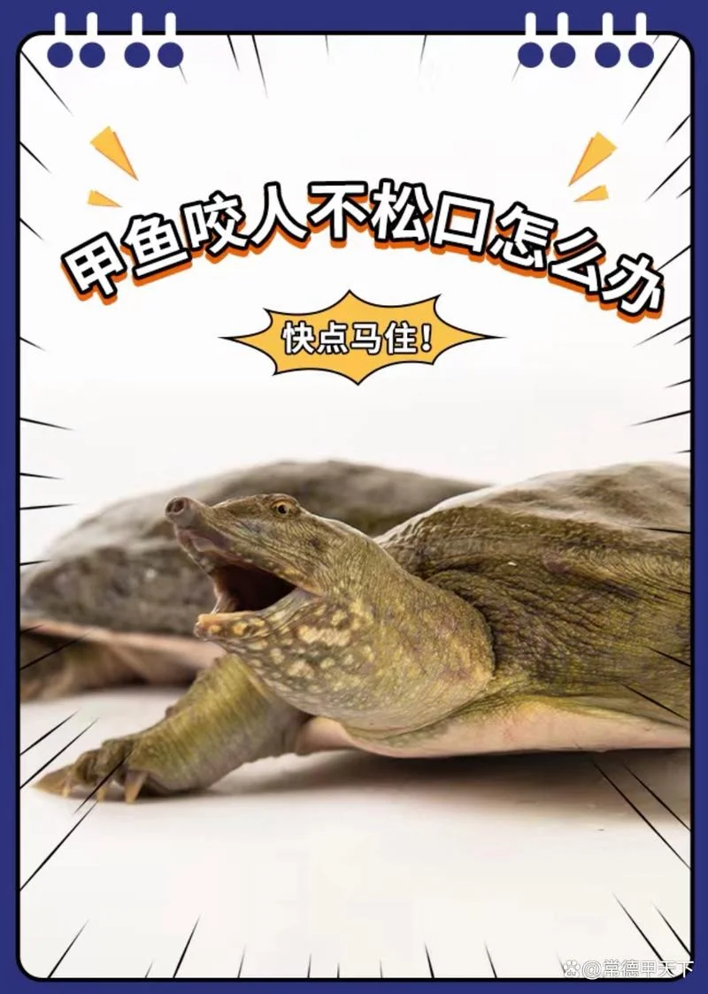 梦见甲鱼咬我的手_2