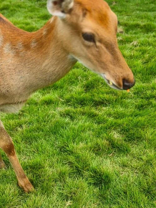 孕妇梦见鹿_1