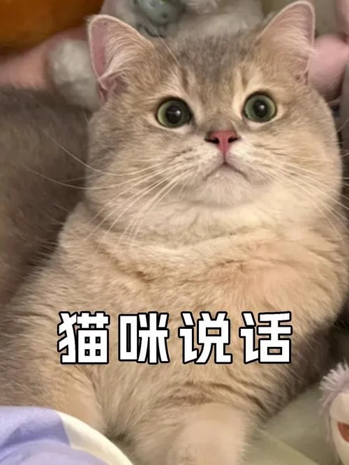 梦见猫说话了_2