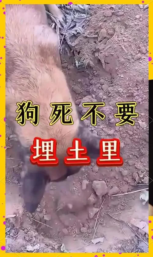 梦见死狗什么征兆_2