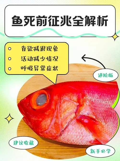 做梦梦到大鱼是什么意思_1