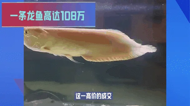 龙鱼多少钱一斤_1