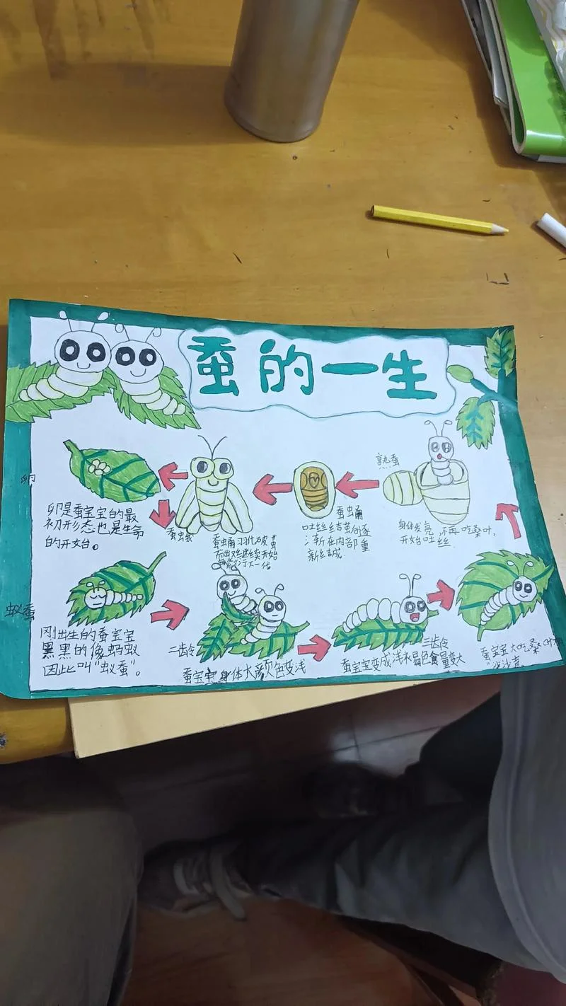 蚕的生长过程简单介绍_1