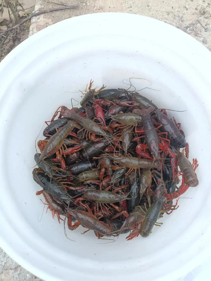 梦到捡了好多小龙虾_2