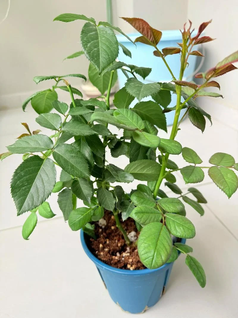月季几月开花怎么养_1