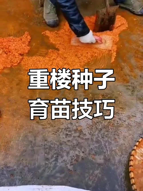 重楼几月播种-重楼几月播种