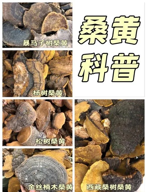 桑黄种植一亩投资多少钱-桑黄一亩种植投资