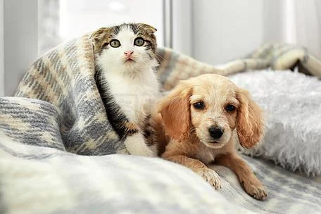 梦见自己家猫吃狗_2