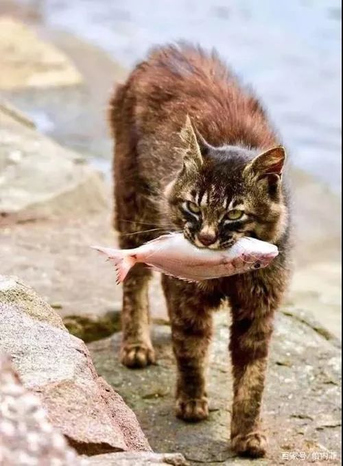 怀孕梦见猫吃鱼_2