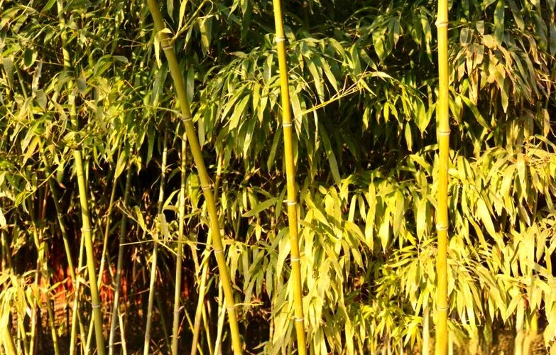 什么是鲜竹沥-鲜竹沥是什么