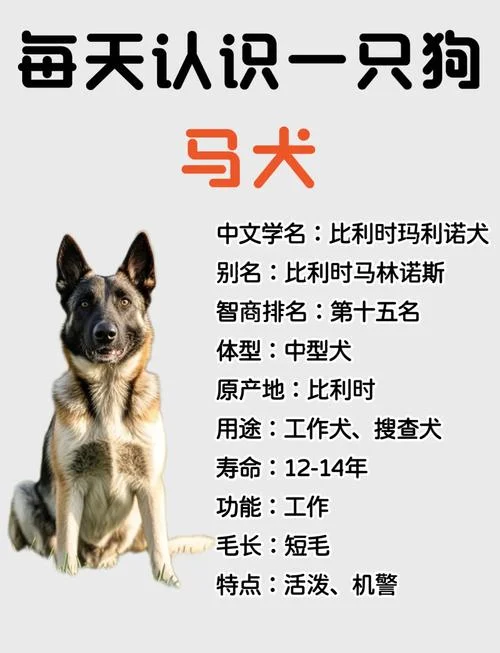 马犬几月掉牙_1