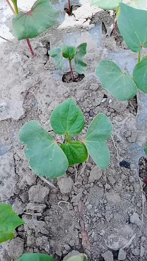 梦见棉花苗_1