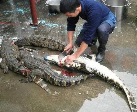 梦见鳄鱼称王_2