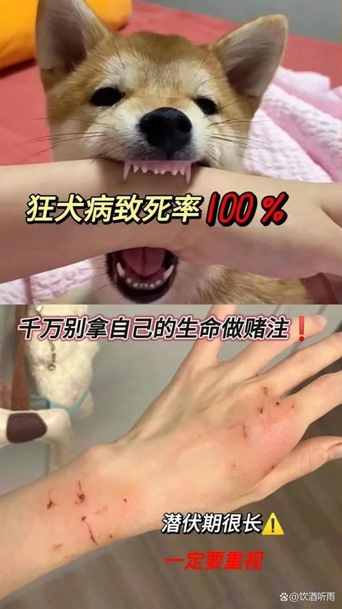 梦见被自己家狗咬_1