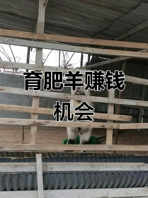 养羊要投资多少钱_2