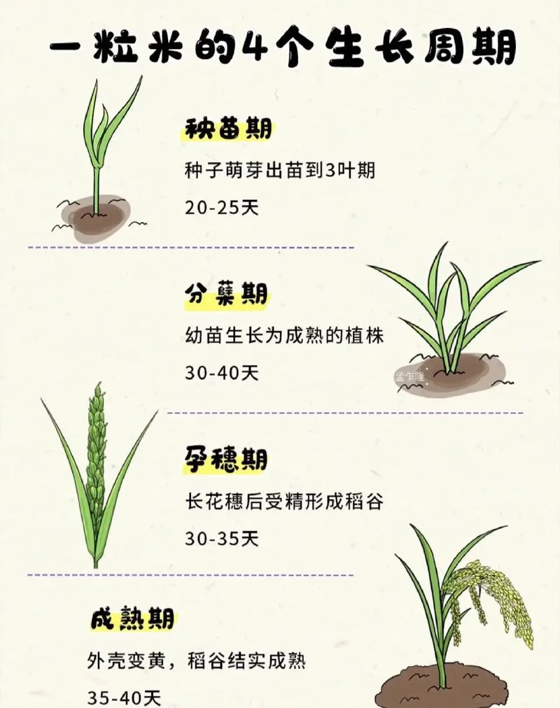 杂交水稻是哪一年研制_1