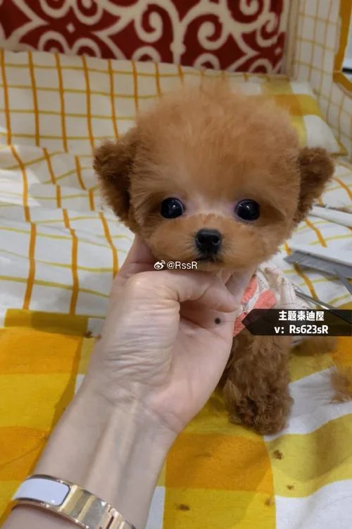 泰迪茶杯犬多少钱_2