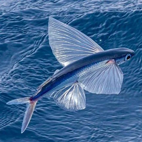 梦见海洋动物-梦遇海中生物
