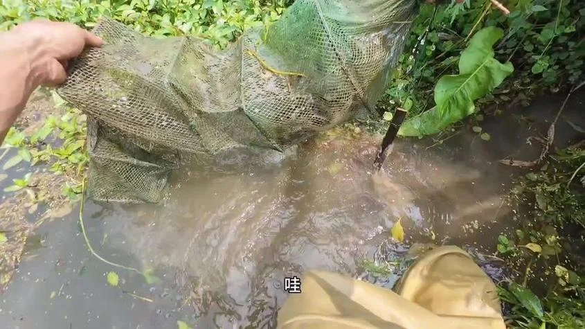 梦见在清水里捉鱼_1