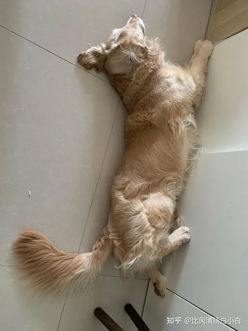 梦到早已死去的狗睡觉_2