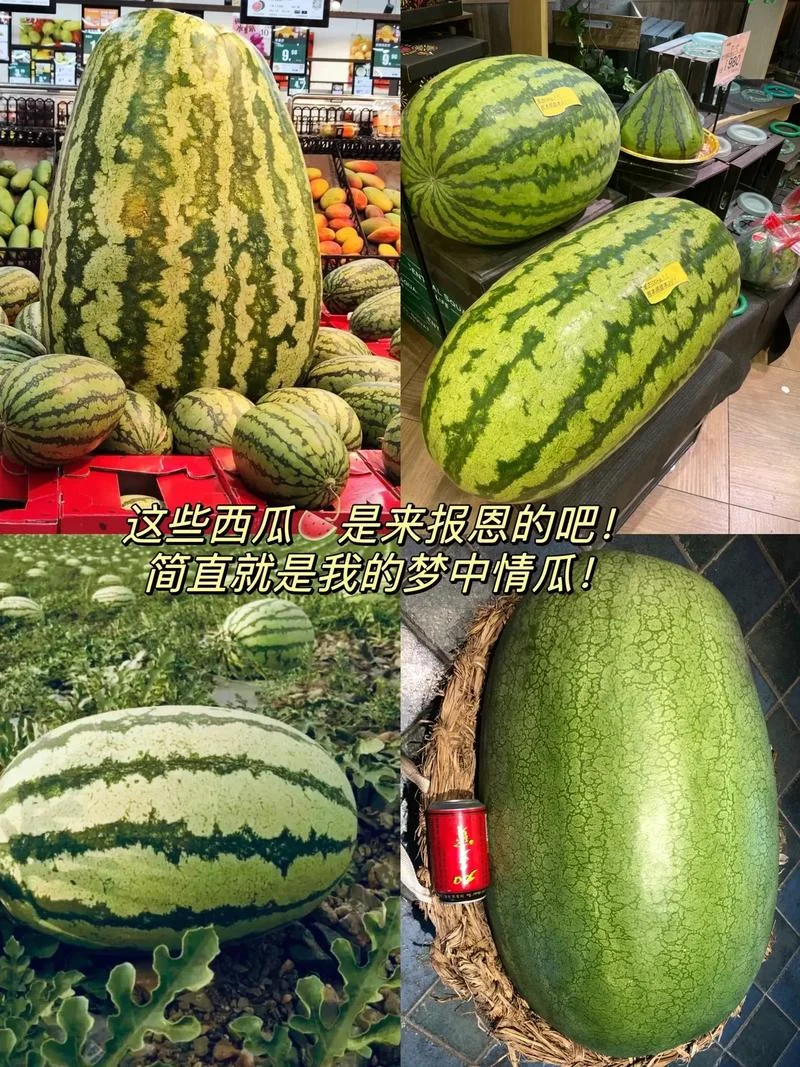 孕妇梦到好多大西瓜_2