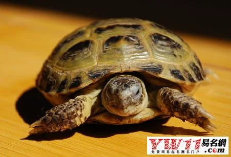 梦见好多乌龟周公解梦_2