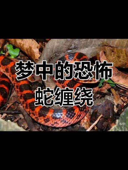 梦到蛇追自己怎么办-梦到蛇追怎么办