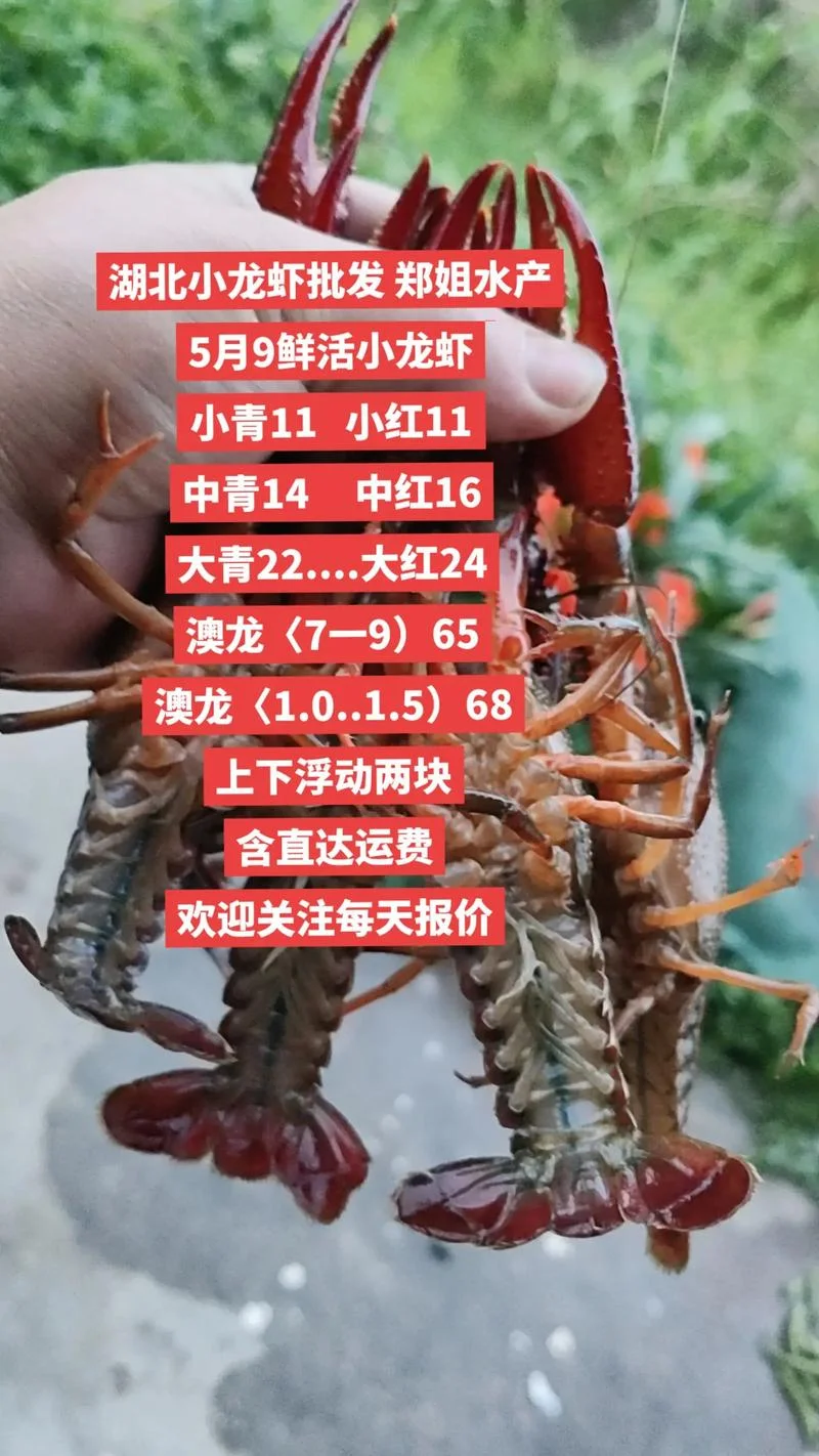 小龙虾几月放种虾_1