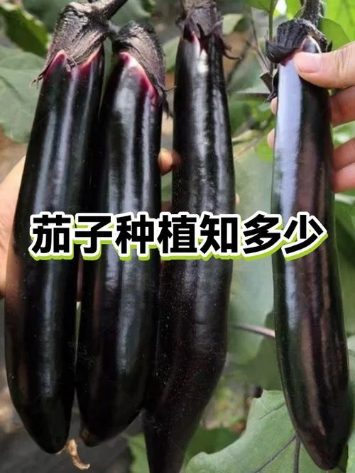 茄子几月种植-茄子种植时间
