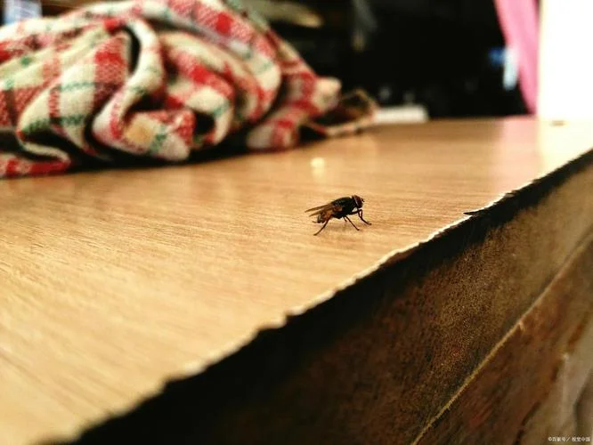 女人梦见很多苍蝇在飞_1