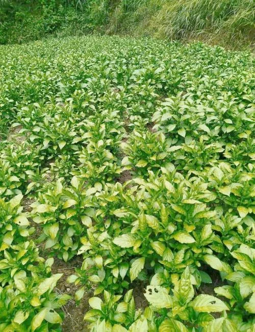 板蓝根几月种植最好_1