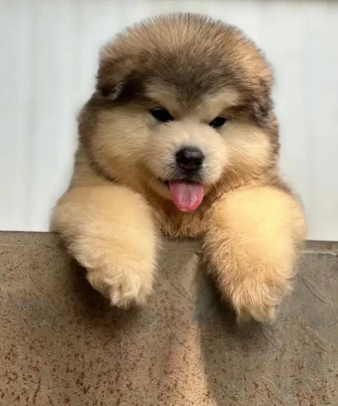 阿拉斯加犬多少钱一只幼崽_1