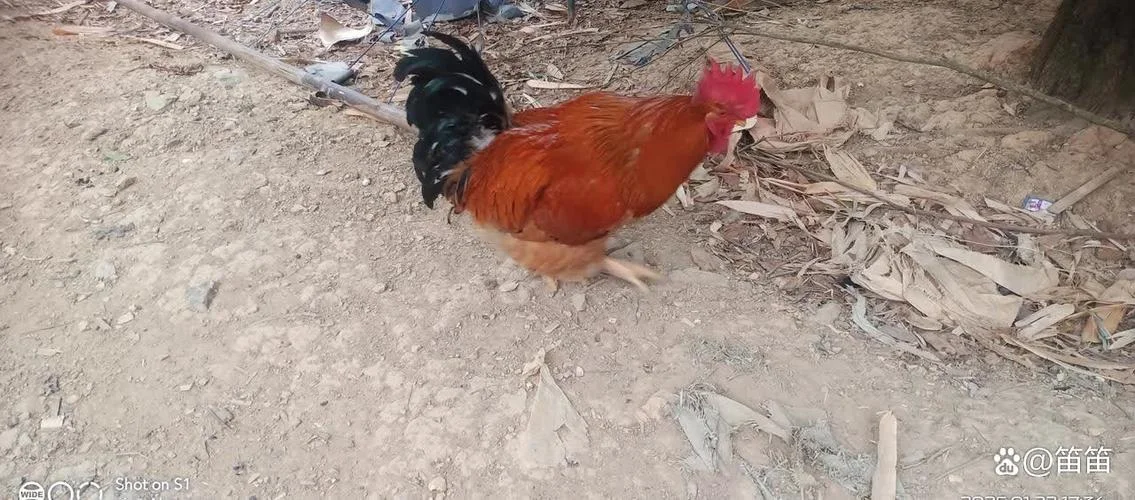 梦到公鸡啄我什么预兆_1