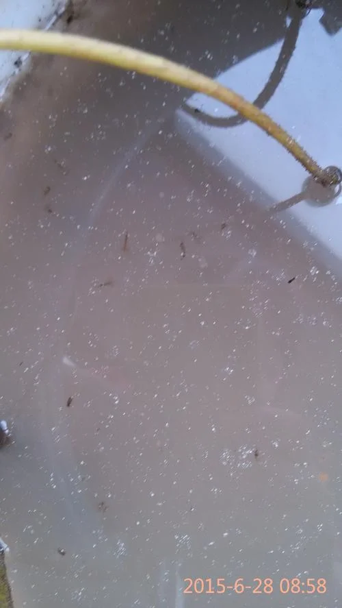 梦见喝的水里有虫子什么意思_2