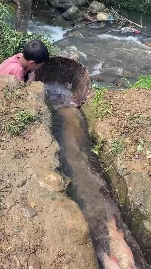 梦见水沟里有大鱼_2