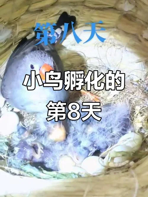 梦见鸟蛋孵化出小鸟_1