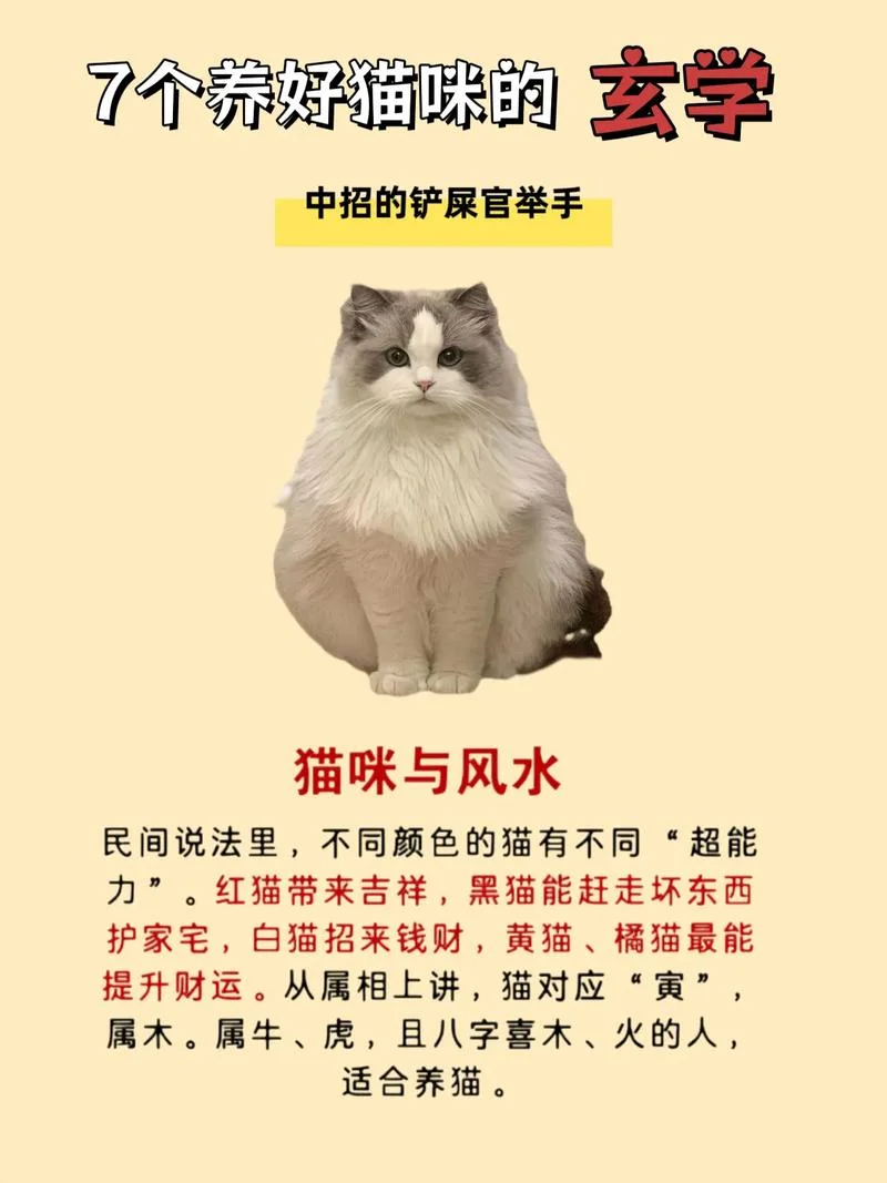梦见家里来猫了是什么意思_2