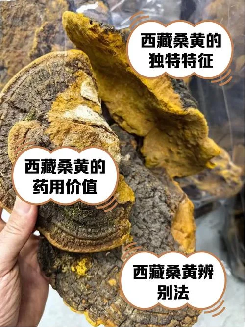 桑黄种植要求高不高-