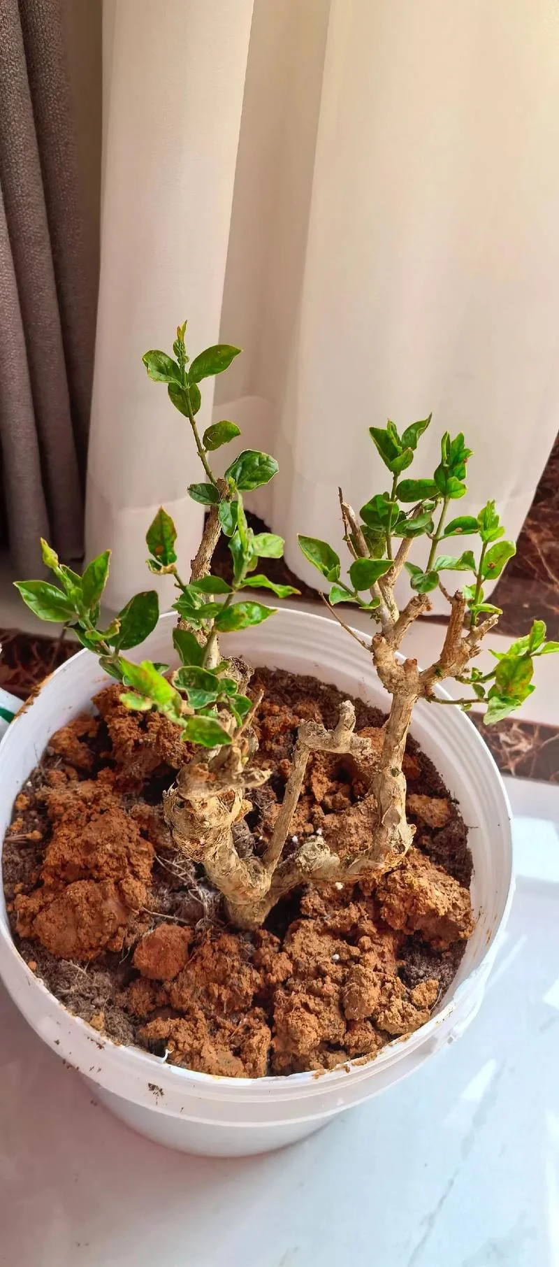 梦见栽花添土-梦见栽花添土