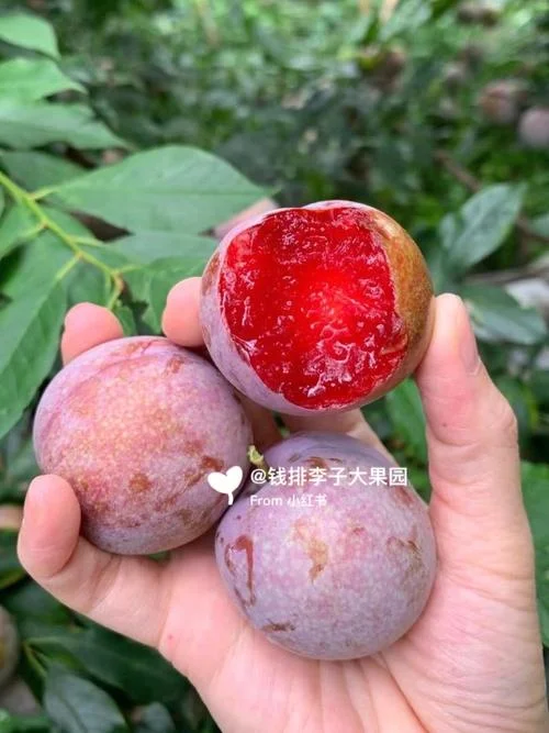 李子多少钱现在_2