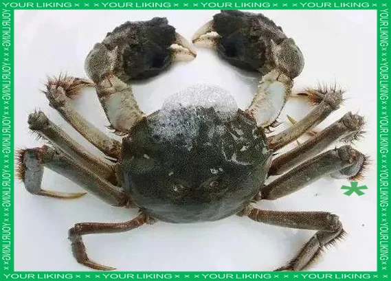 梦见很多螃蟹壳_2