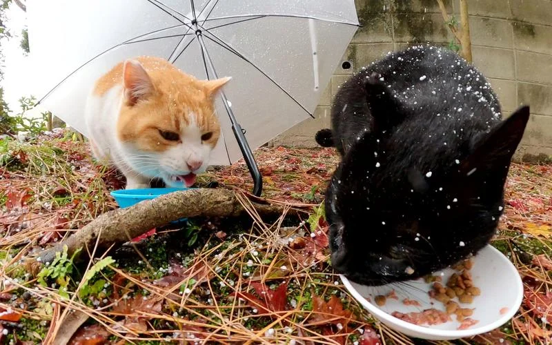 梦见饥饿的猫进屋死了_1